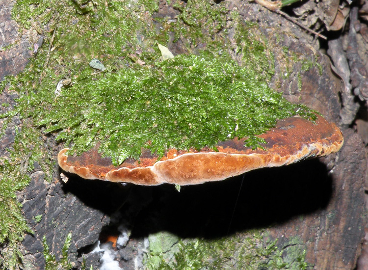 Riconoscibile? (Phellinus torulosus)